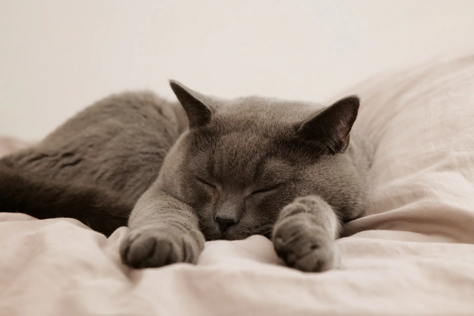 cat tooth extraction aftercare
