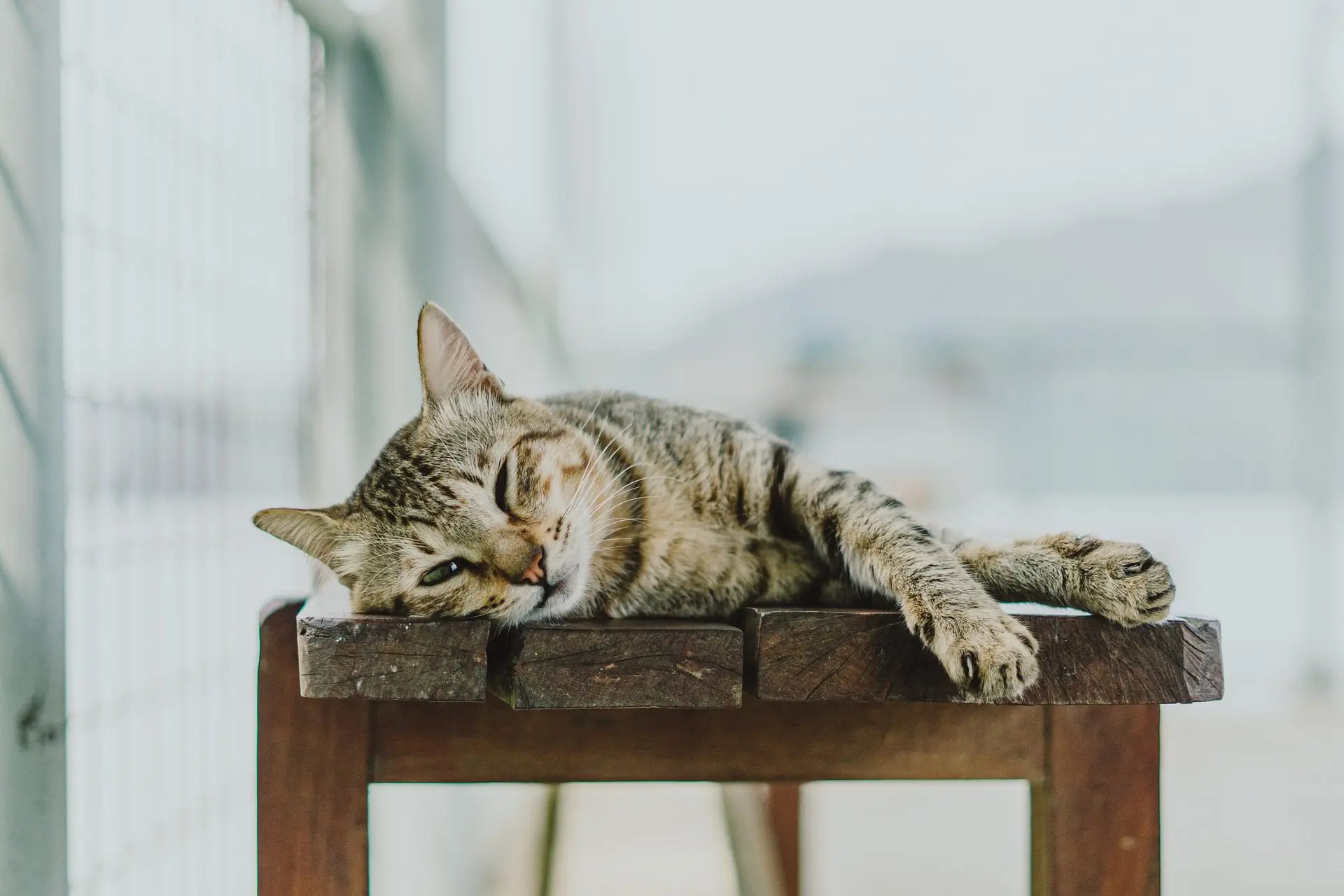signs cat needs tooth extraction