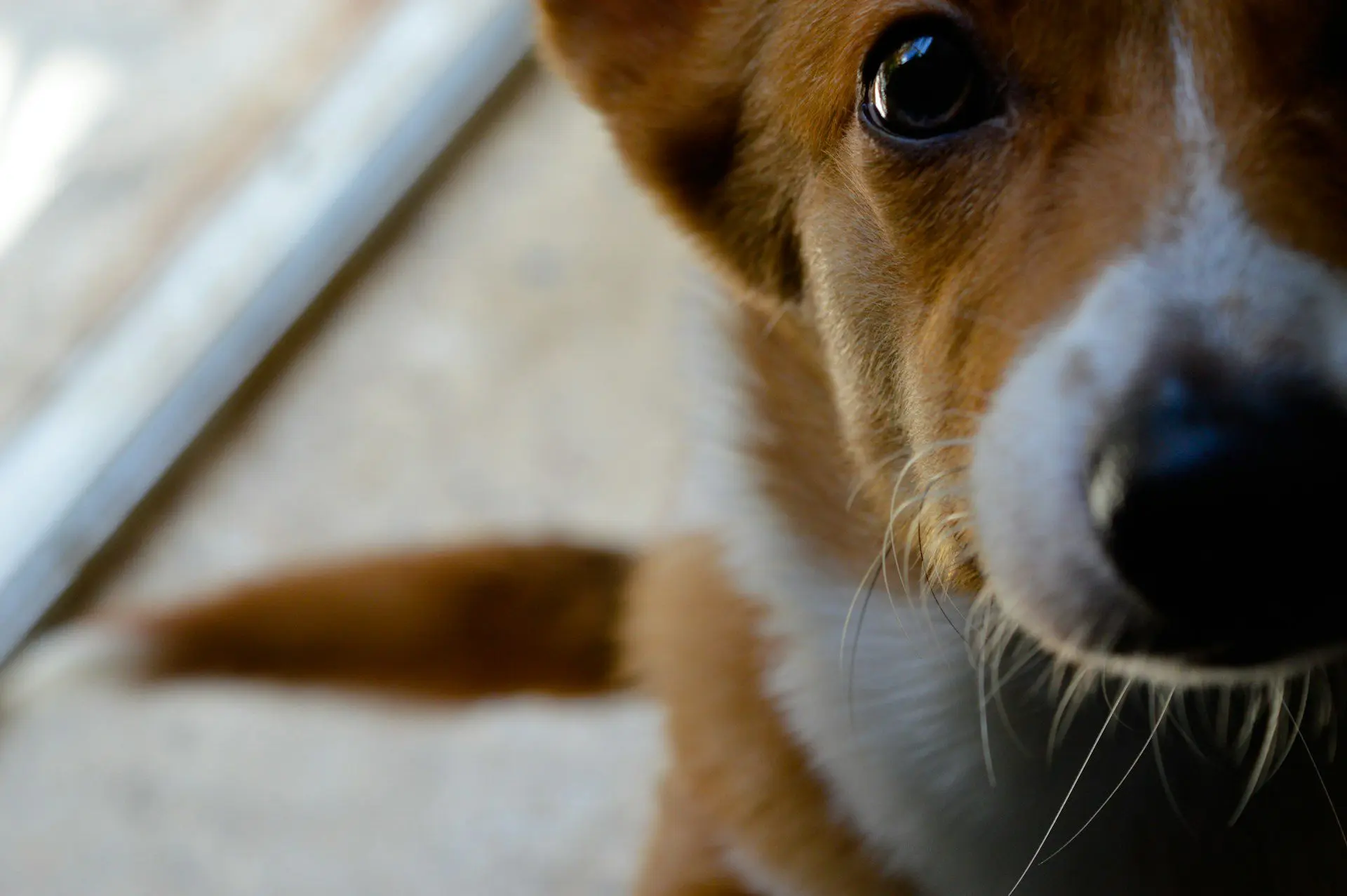 dental x-rays for dogs