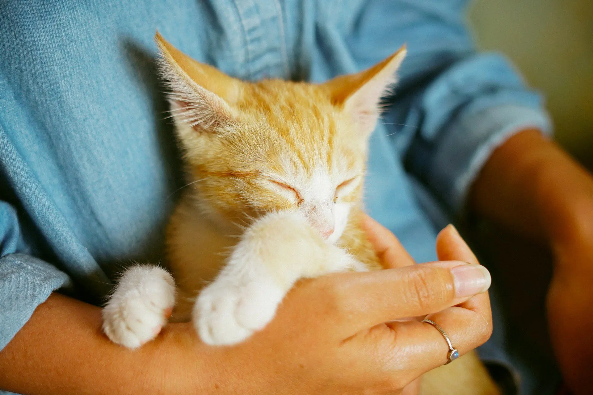 dental checkups for cats
