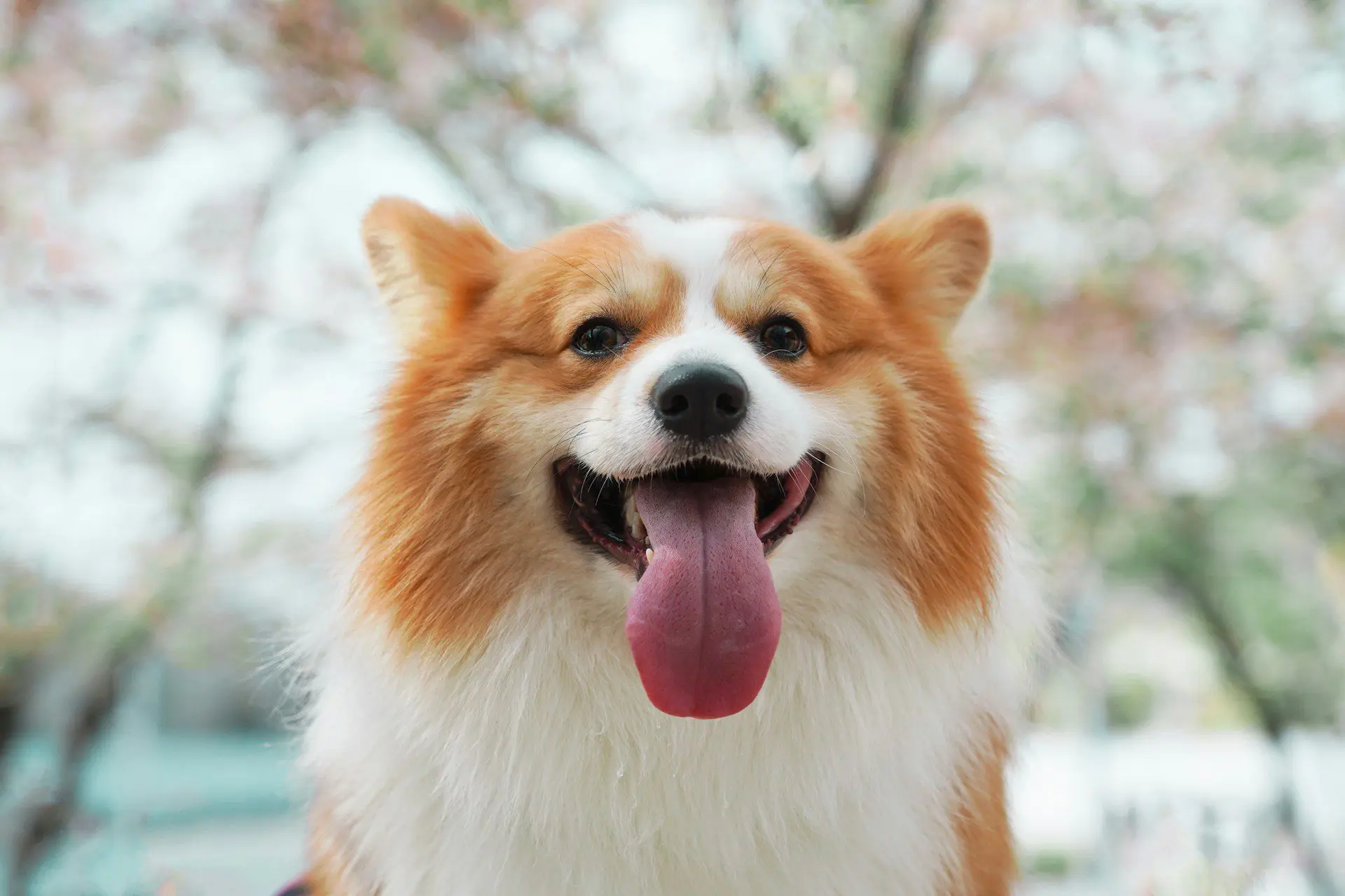 dog's tongue color