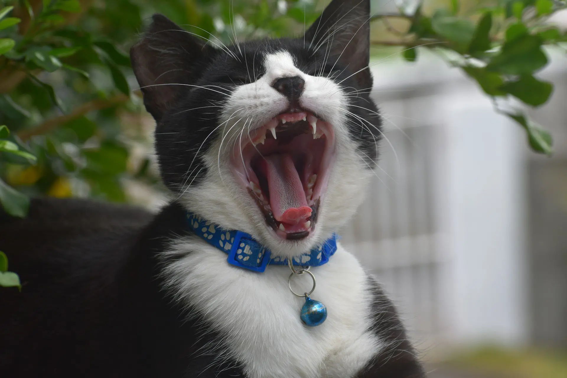 healthy cat gums