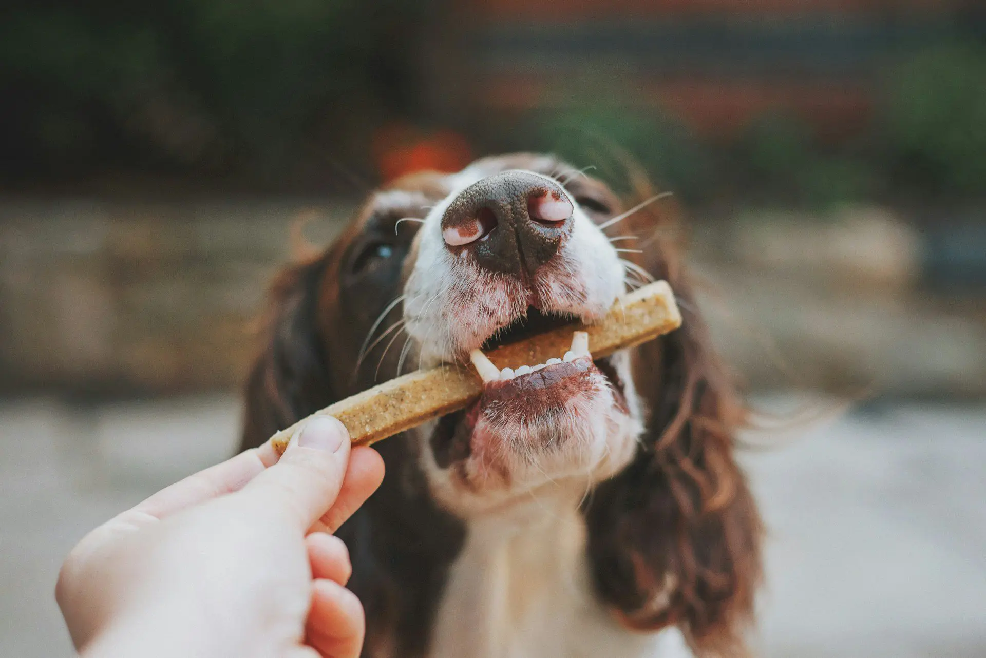 dental x-rays for pets