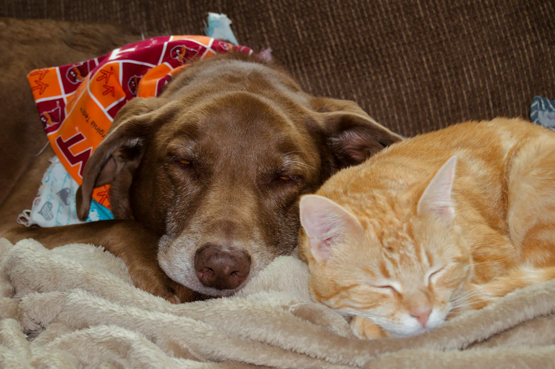 cohat for pets