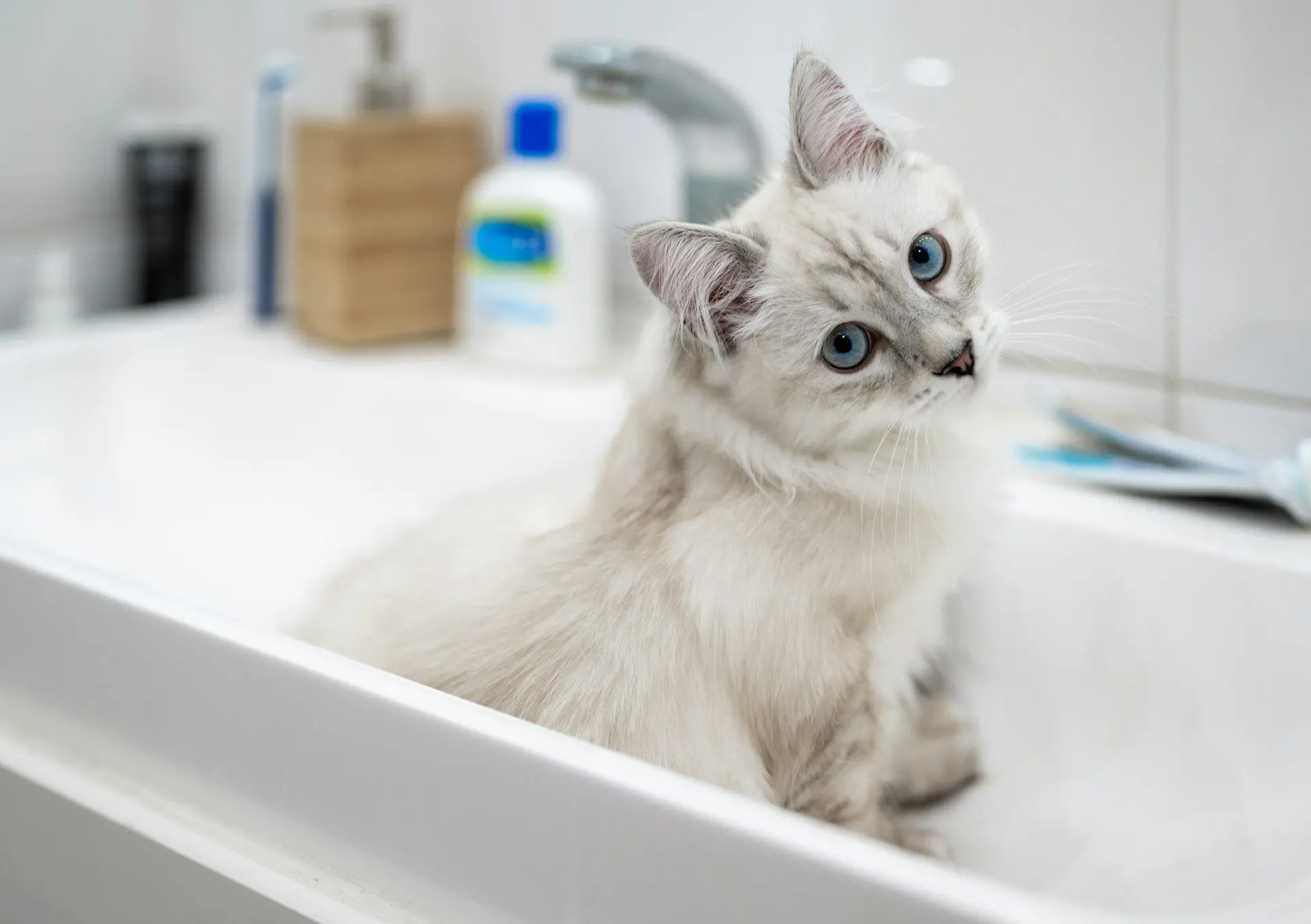 dental cleanings for pets