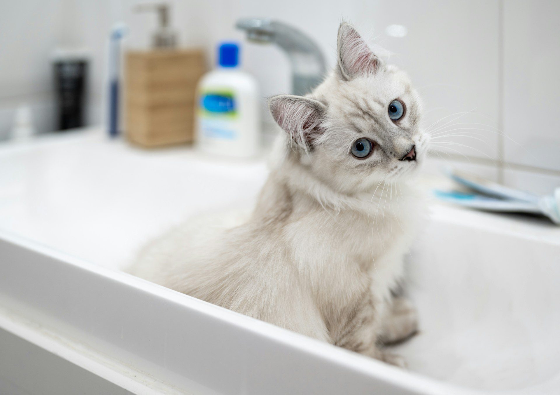 dental cleanings for pets